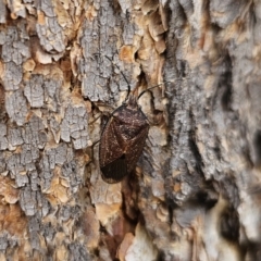 Amphaces sp. (genus) (Shield bug) at QPRC LGA - 16 Nov 2023 by Csteele4