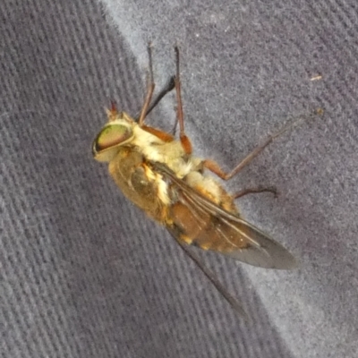 Tabanidae (family) (Unidentified march or horse fly) at QPRC LGA - 15 Nov 2023 by Paul4K