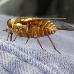 Tabanidae (family) at QPRC LGA - suppressed