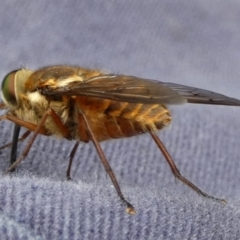 Tabanidae (family) at QPRC LGA - suppressed