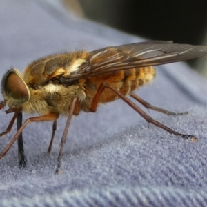 Tabanidae (family) at QPRC LGA - 15 Nov 2023