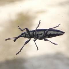 Rhinotia sp. (genus) (Unidentified Rhinotia weevil) at Boro - 15 Nov 2023 by Paul4K