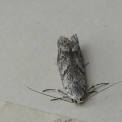 Palimmeces leucomitra at QPRC LGA by Paul4K