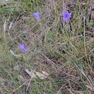 Wahlenbergia stricta subsp. stricta at Cooleman Ridge - 16 Nov 2023