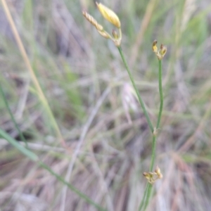 Tricoryne elatior at Cooleman Ridge - 16 Nov 2023 07:33 PM