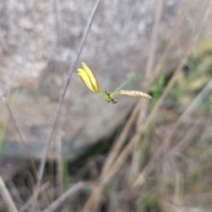 Tricoryne elatior at Cooleman Ridge - 16 Nov 2023 07:33 PM