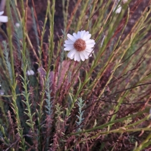 Rhodanthe anthemoides at Cooleman Ridge - 16 Nov 2023