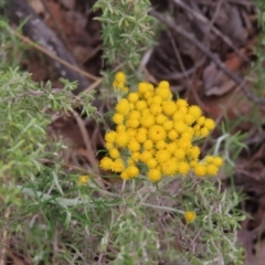 Chrysocephalum semipapposum (Clustered Everlasting) at Kambah Pool - 14 Nov 2023 by MatthewFrawley