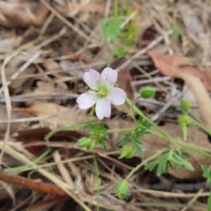 Geranium sp. Narrow lobes (G.S.Lorimer 1771) Vic. Herbarium at Kambah Pool - 14 Nov 2023