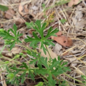 Geranium sp. Narrow lobes (G.S.Lorimer 1771) Vic. Herbarium at Kambah Pool - 14 Nov 2023