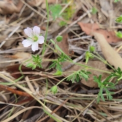 Geranium sp. Narrow lobes (G.S.Lorimer 1771) Vic. Herbarium at Kambah Pool - 14 Nov 2023