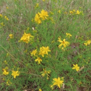 Hypericum perforatum at Kambah Pool - 14 Nov 2023