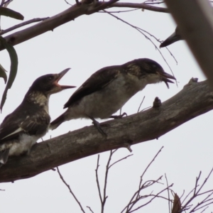 Cracticus torquatus at Bullen Range - 14 Nov 2023