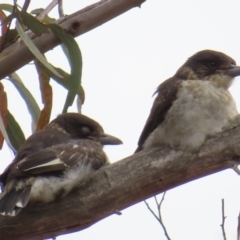 Cracticus torquatus at Bullen Range - 14 Nov 2023 11:18 AM