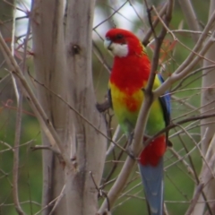 Platycercus eximius (Eastern Rosella) at Tuggeranong, ACT - 14 Nov 2023 by MatthewFrawley