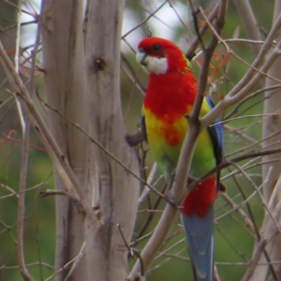 Platycercus eximius (Eastern Rosella) at Kambah Pool - 14 Nov 2023 by MatthewFrawley