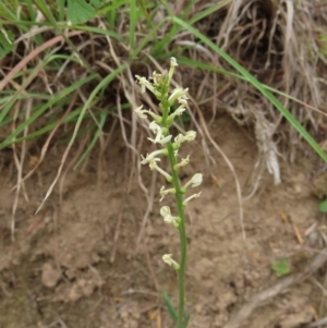 Stackhousia monogyna at Bullen Range - 14 Nov 2023 11:32 AM