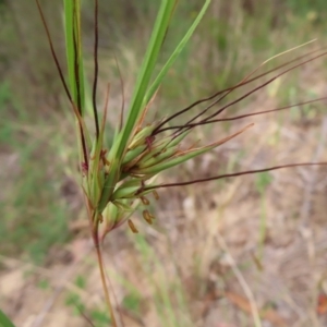 Themeda triandra at Bullen Range - 14 Nov 2023