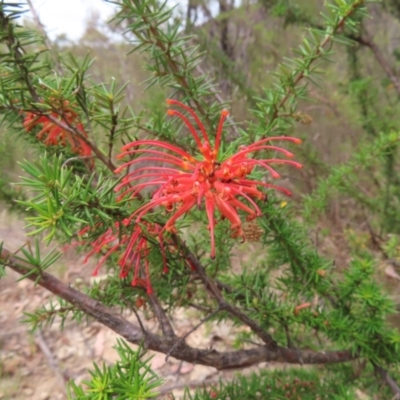 Grevillea juniperina subsp. fortis (Grevillea) at Bullen Range - 14 Nov 2023 by MatthewFrawley