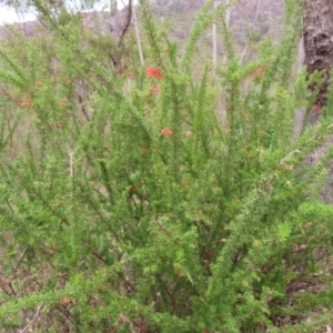 Grevillea juniperina subsp. fortis at Bullen Range - 14 Nov 2023 11:37 AM