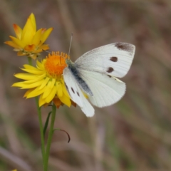 Pieris rapae (Cabbage White) at Bullen Range - 14 Nov 2023 by MatthewFrawley