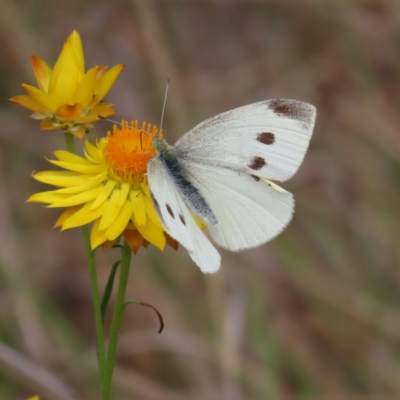 Pieris rapae (Cabbage White) at Bullen Range - 14 Nov 2023 by MatthewFrawley