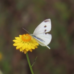 Pieris rapae at Bullen Range - 14 Nov 2023