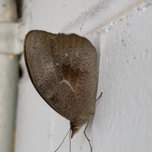 Heteronympha merope at Mitchell, ACT - 16 Nov 2023