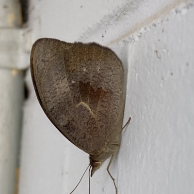 Heteronympha merope (Common Brown Butterfly) at Mitchell, ACT - 16 Nov 2023 by SteveBorkowskis