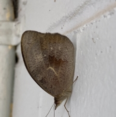 Heteronympha merope at Mitchell, ACT - 16 Nov 2023