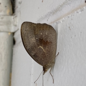 Heteronympha merope at Mitchell, ACT - 16 Nov 2023 07:35 AM