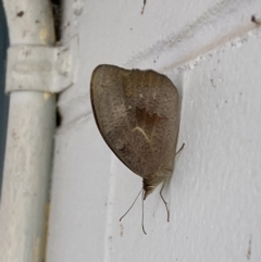 Heteronympha merope at Mitchell, ACT - 16 Nov 2023 07:35 AM