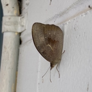 Heteronympha merope at Mitchell, ACT - 16 Nov 2023