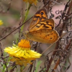 Heteronympha merope (Common Brown Butterfly) at Bullen Range - 14 Nov 2023 by MatthewFrawley