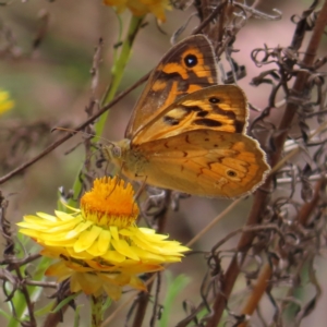 Heteronympha merope at Bullen Range - 14 Nov 2023