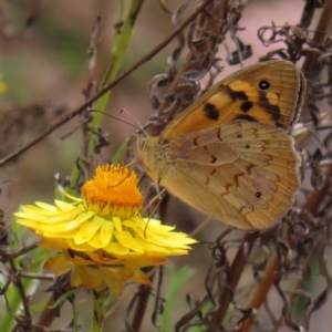 Heteronympha merope at Bullen Range - 14 Nov 2023