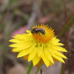 Lasioglossum (Chilalictus) sp. (genus & subgenus) (Halictid bee) at Bullen Range - 14 Nov 2023 by MatthewFrawley