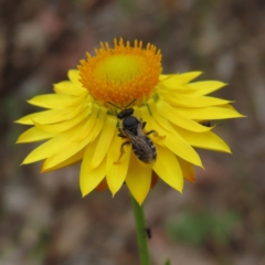 Lasioglossum (Chilalictus) sp. (genus & subgenus) at Bullen Range - 14 Nov 2023