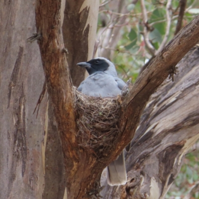 Coracina novaehollandiae (Black-faced Cuckooshrike) at Kambah Pool - 14 Nov 2023 by MatthewFrawley