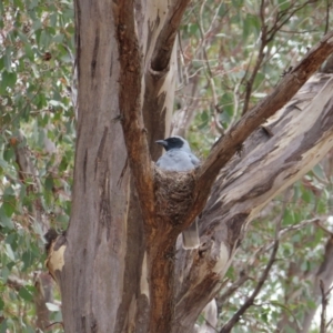 Coracina novaehollandiae at Kambah Pool - 14 Nov 2023 11:59 AM