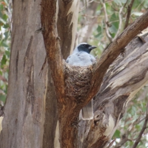 Coracina novaehollandiae at Kambah Pool - 14 Nov 2023 11:59 AM