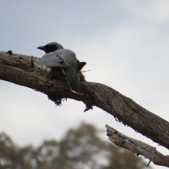 Coracina novaehollandiae at Kambah Pool - 14 Nov 2023 11:59 AM