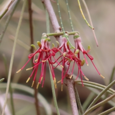 Amyema cambagei (Sheoak Mistletoe) at Kambah Pool - 14 Nov 2023 by MatthewFrawley