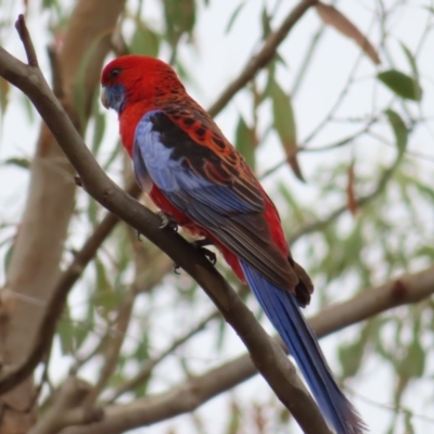 Platycercus elegans (Crimson Rosella) at Tuggeranong, ACT - 14 Nov 2023 by MatthewFrawley