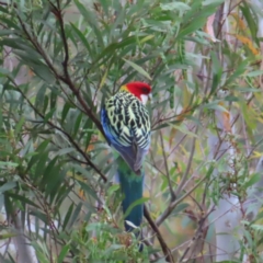 Platycercus eximius (Eastern Rosella) at Kambah Pool - 14 Nov 2023 by MatthewFrawley