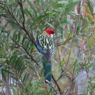 Platycercus eximius (Eastern Rosella) at Tuggeranong, ACT - 14 Nov 2023 by MatthewFrawley