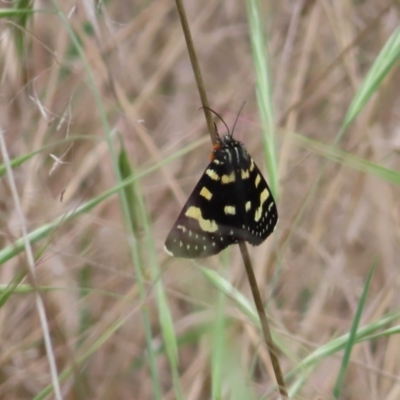 Phalaenoides tristifica (Willow-herb Day-moth) at Kambah Pool - 14 Nov 2023 by MatthewFrawley