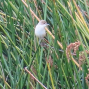 Acrocephalus australis at Kambah, ACT - 14 Nov 2023 12:33 PM