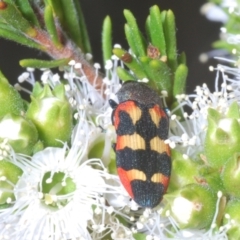 Castiarina sexplagiata (Jewel beetle) at Canberra Central, ACT - 14 Nov 2023 by Harrisi