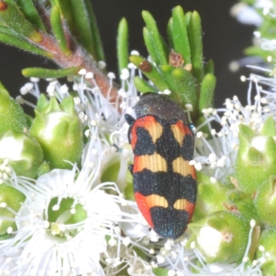 Castiarina sexplagiata (Jewel beetle) at Canberra Central, ACT - 14 Nov 2023 by Harrisi